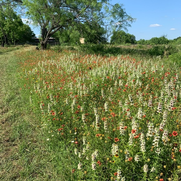 Meet your Posh Ambassador Liz - Picture 7 of 9